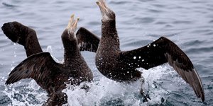 Gansbaai Wonders van Nieu Seelandse Kuslyn 3_1